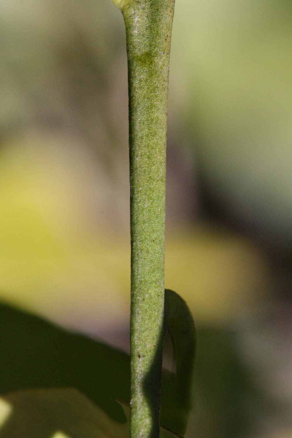             Fruit year twig (Riverside, CA)       